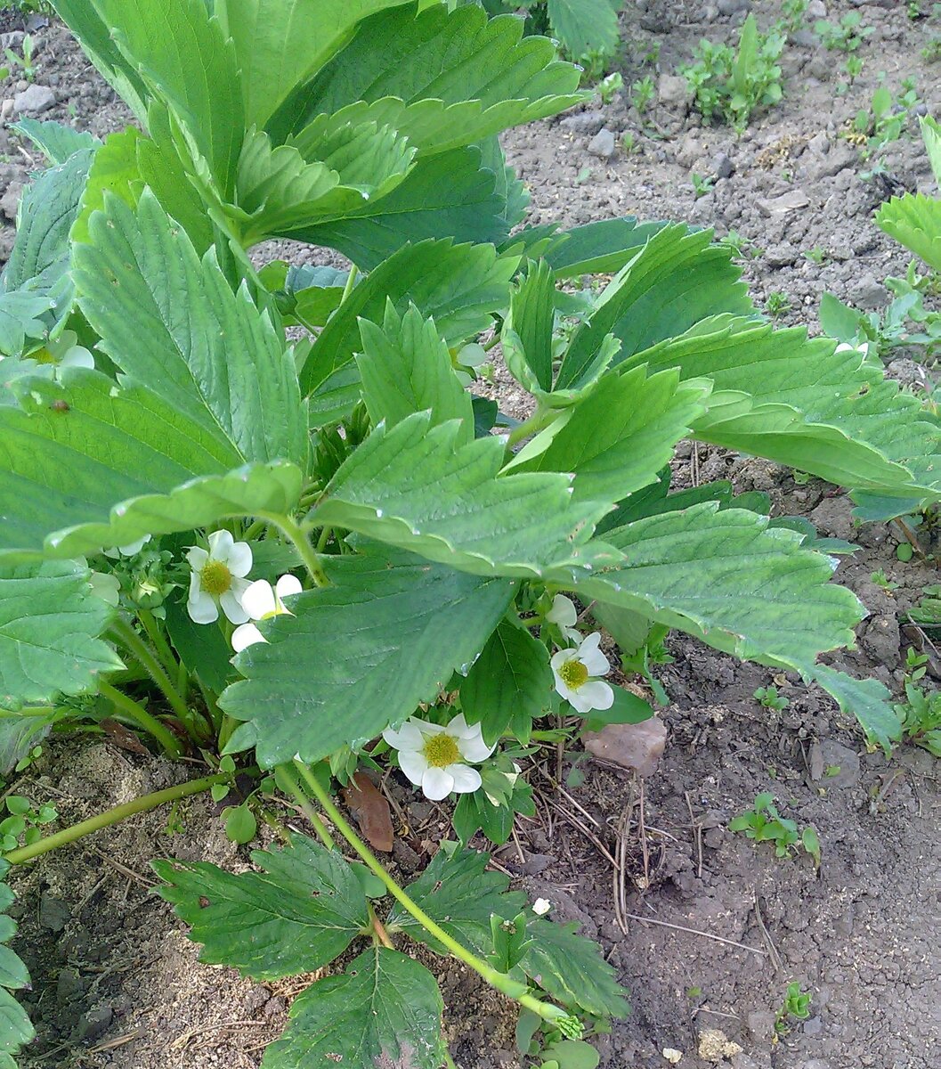 Укорененный в прошлом году кустик , в этом году уже цветет