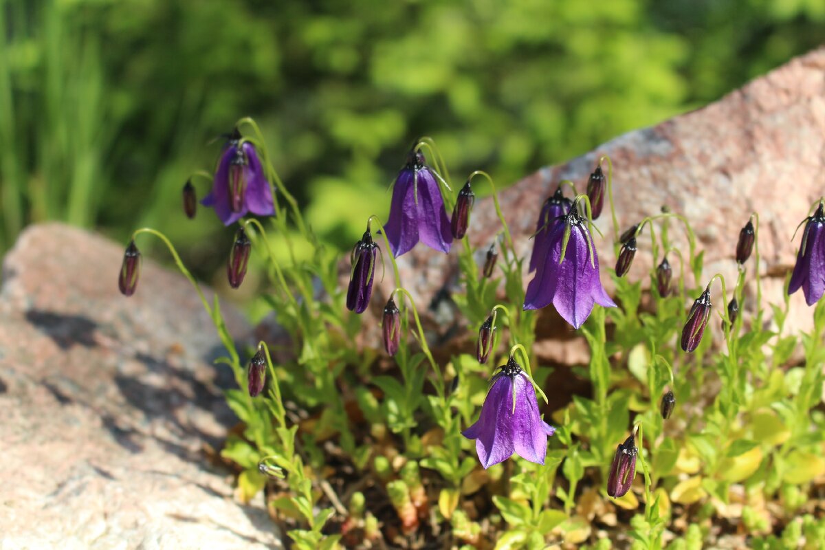 колокольчик темный. колокольчик темноватый. колокольчики круглолистный в поле картинка. Wilson. колокольчик темный.
