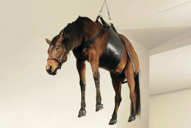 Подвешенное в Пушкинском музее чучело лошади как раз на такой "шлейке" (фото Яндекс.Картинки)