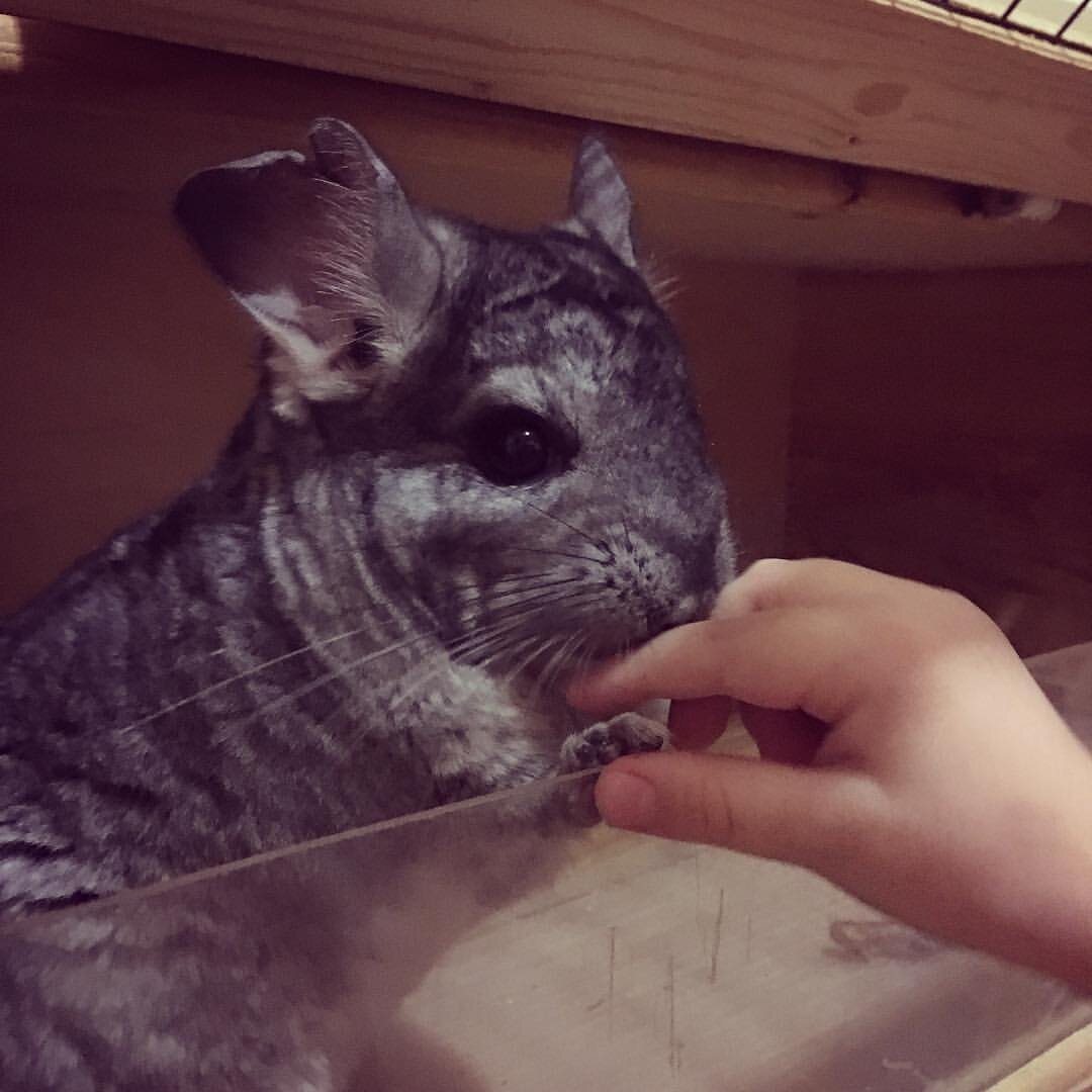 Шиншилл Шуня