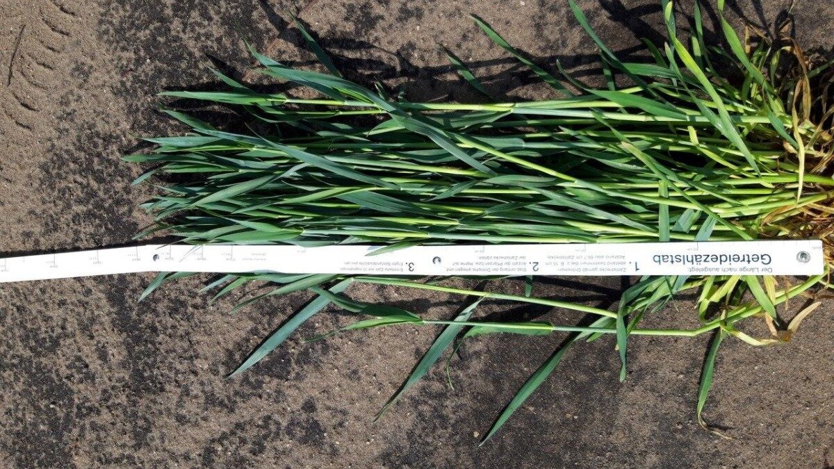 Фото:kws-rus.com Кущение гибридной ржи