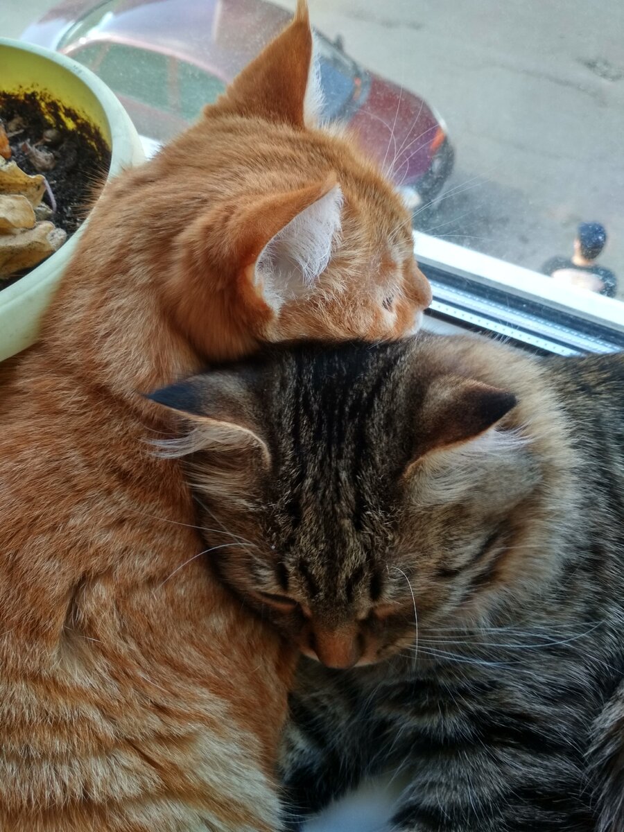 Знакомьтесь - Рыжуля и Няшик ))) 