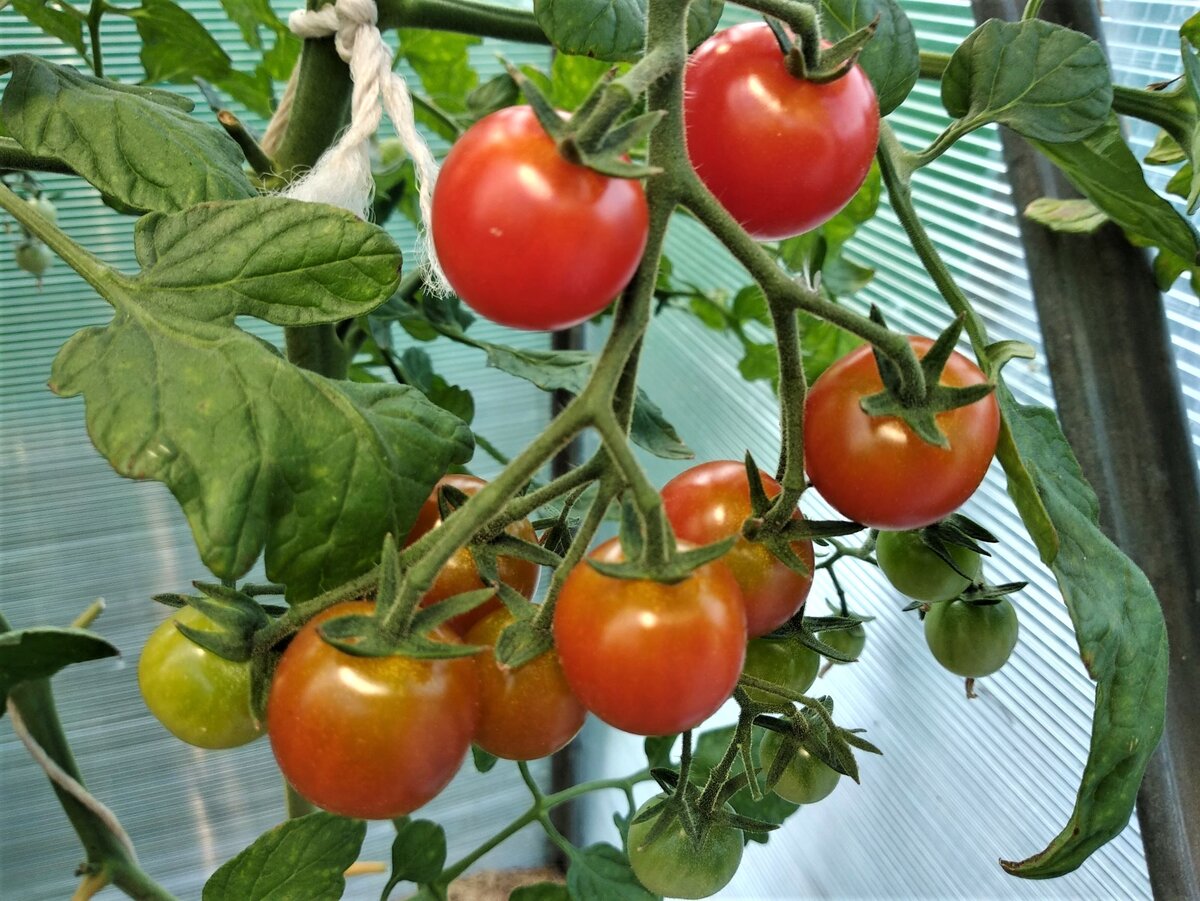 Томат богата хата описание и отзывы. Томат богата хата f1. Семена томатов богата хата. Семена богата хата помидоры.