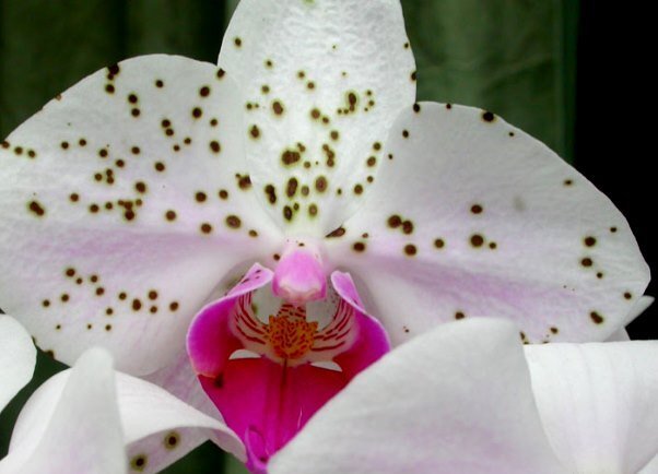 Так выглядит орхидея, пораженная серой гнилью