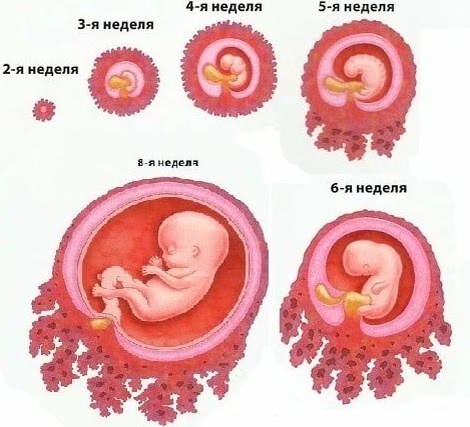 Так выглядит эмбрион в первые шесть недель беременности. Источник: zen.yandex.ru
