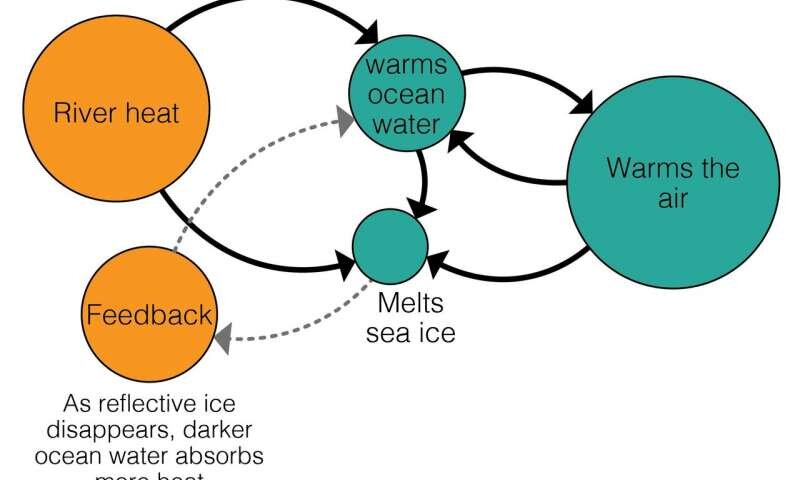 На этой диаграмме показано относительное потепление, вызванное арктическими реками, источники тепла отмечены оранжевым цветом, а радиаторы - бирюзовым. Весной реки впадают в Северный Ледовитый океан, нагревая воду и тающий морской лед, который, в свою очередь, согревает атмосферу. Обратная связь возникает по мере исчезновения отражающего льда, позволяя темной океанской воде поглощать больше тепла и растапливать больше морского льда. Графика: https://phys.org/