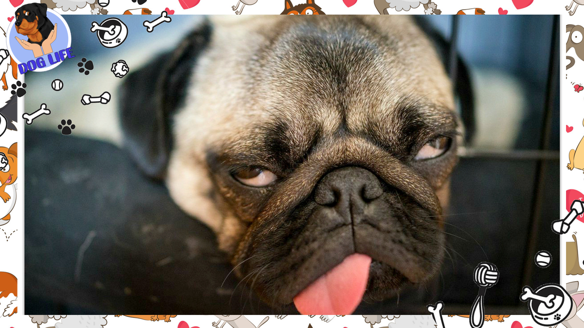 Мопсы плохо переносят жару и холод.