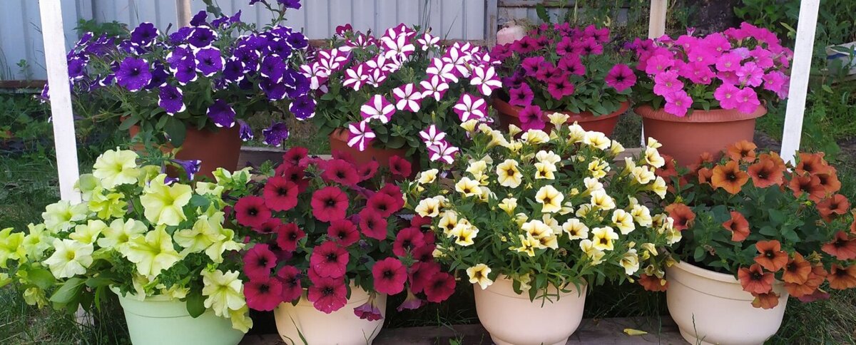 Мои петунии