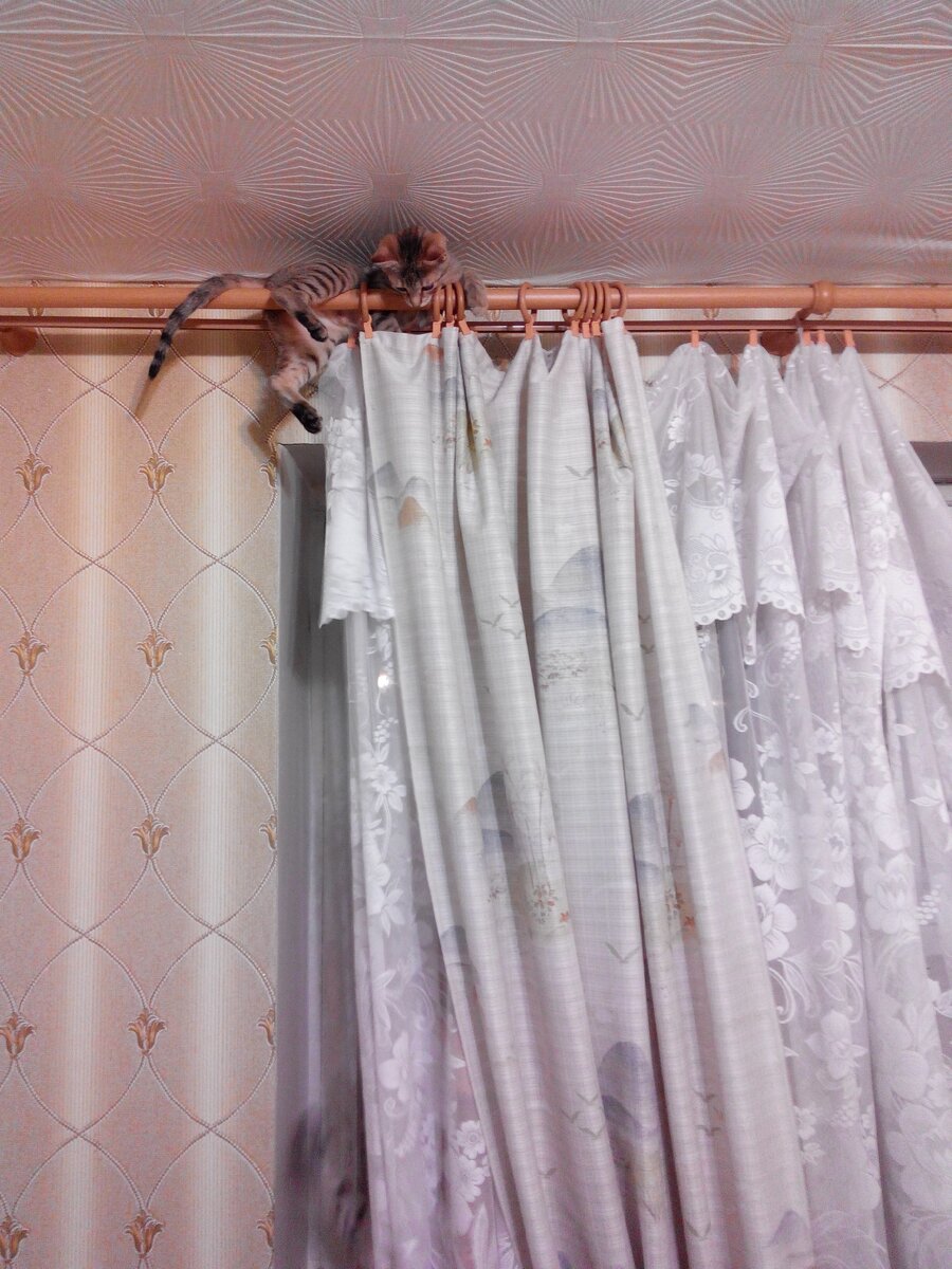 Смотри, куда я залезла! 