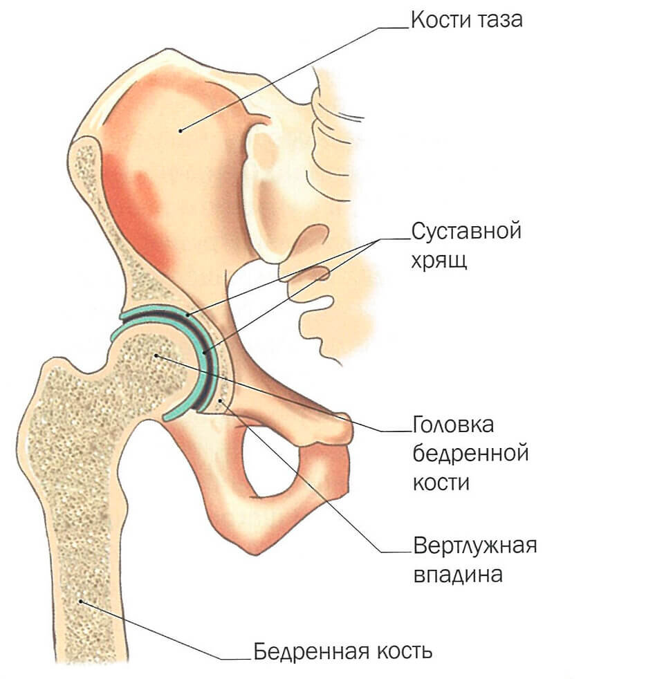 Тазобедренный сустав рисунок с обозначениями