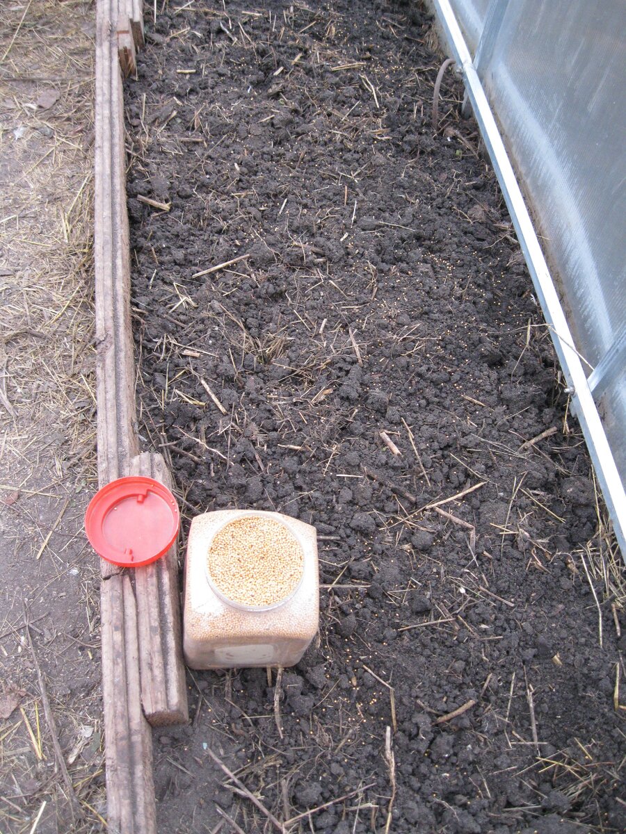 Посевной материал - горчица