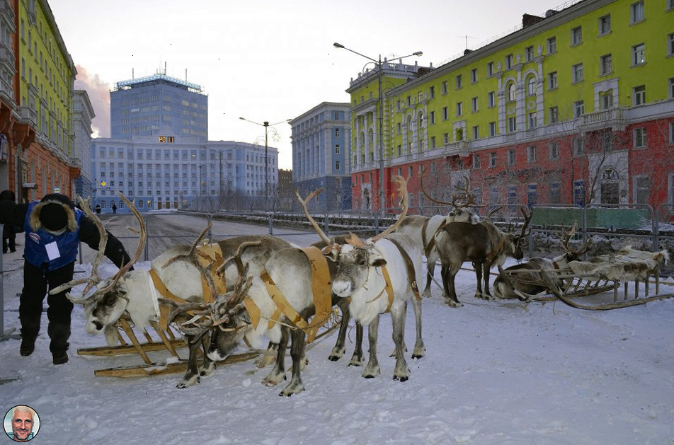  В Норильске олени, в честь этнического праздника народов Севера - Большой Аргиш - встреча зимы