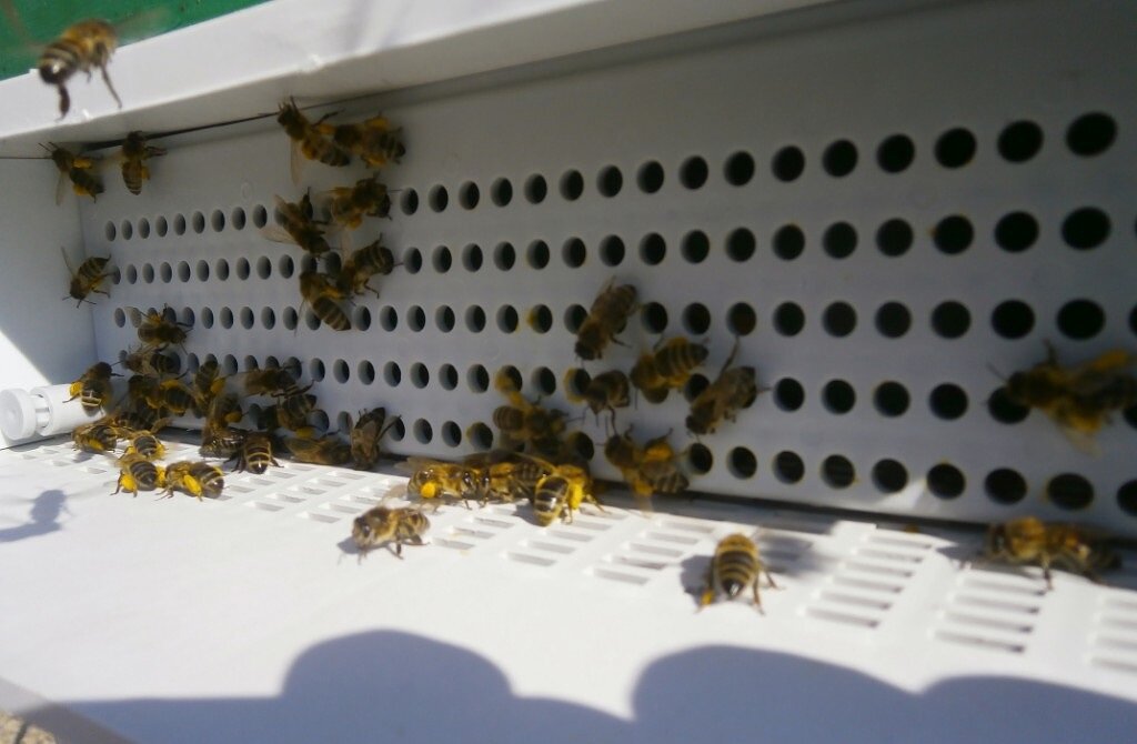 Сборка пыльцы!