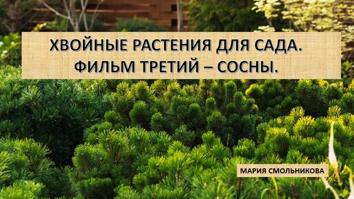 Хвойные растения для сада. Фильм третий - сосны.