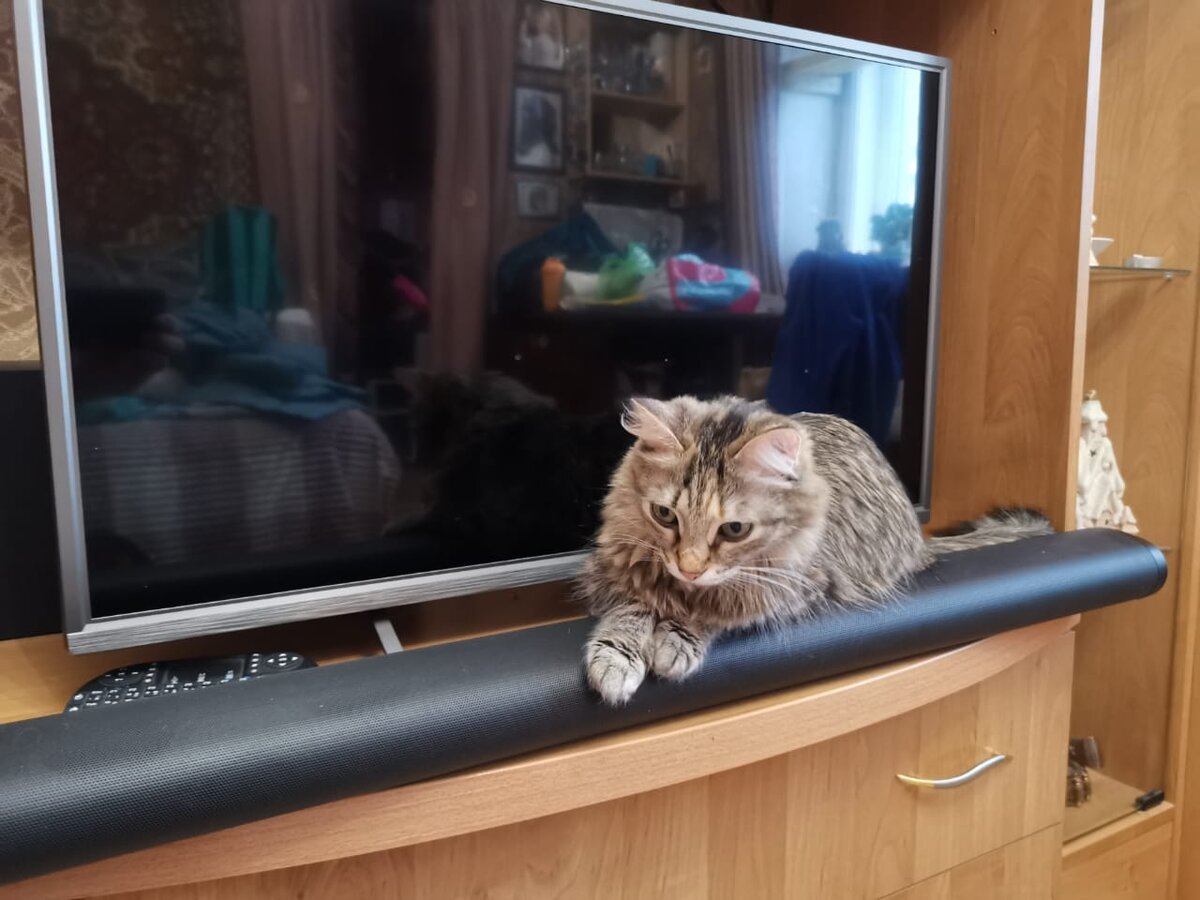 "И что у хозяев может быть важнее Маруси"