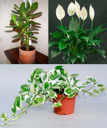 Вверху: денежное дерево и спатифиллюм. Внизу: эпипремнум.