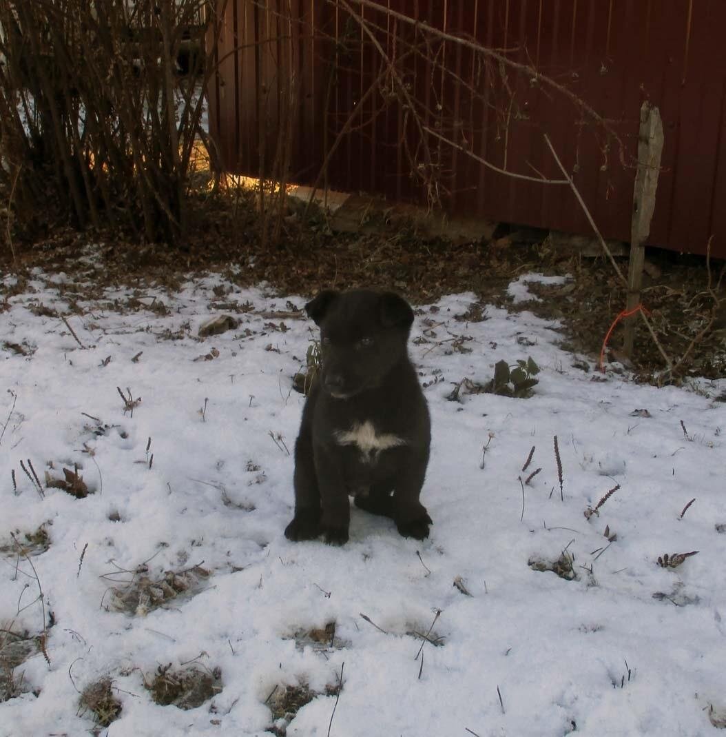 Маленький соседский злодей