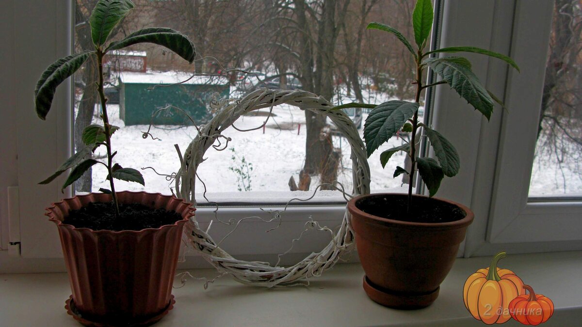 Мушмула подросла за 4 месяца сантиметров 10.