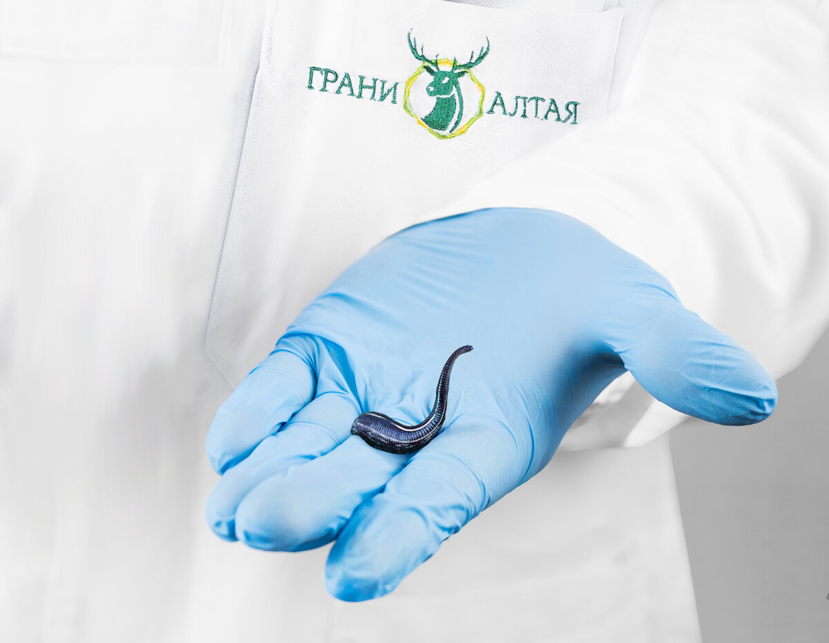 Удивительно изящные и даже по-своему симпатичные с гибким темным телом. Пиявки кажутся какими-то инопланетными существами. 