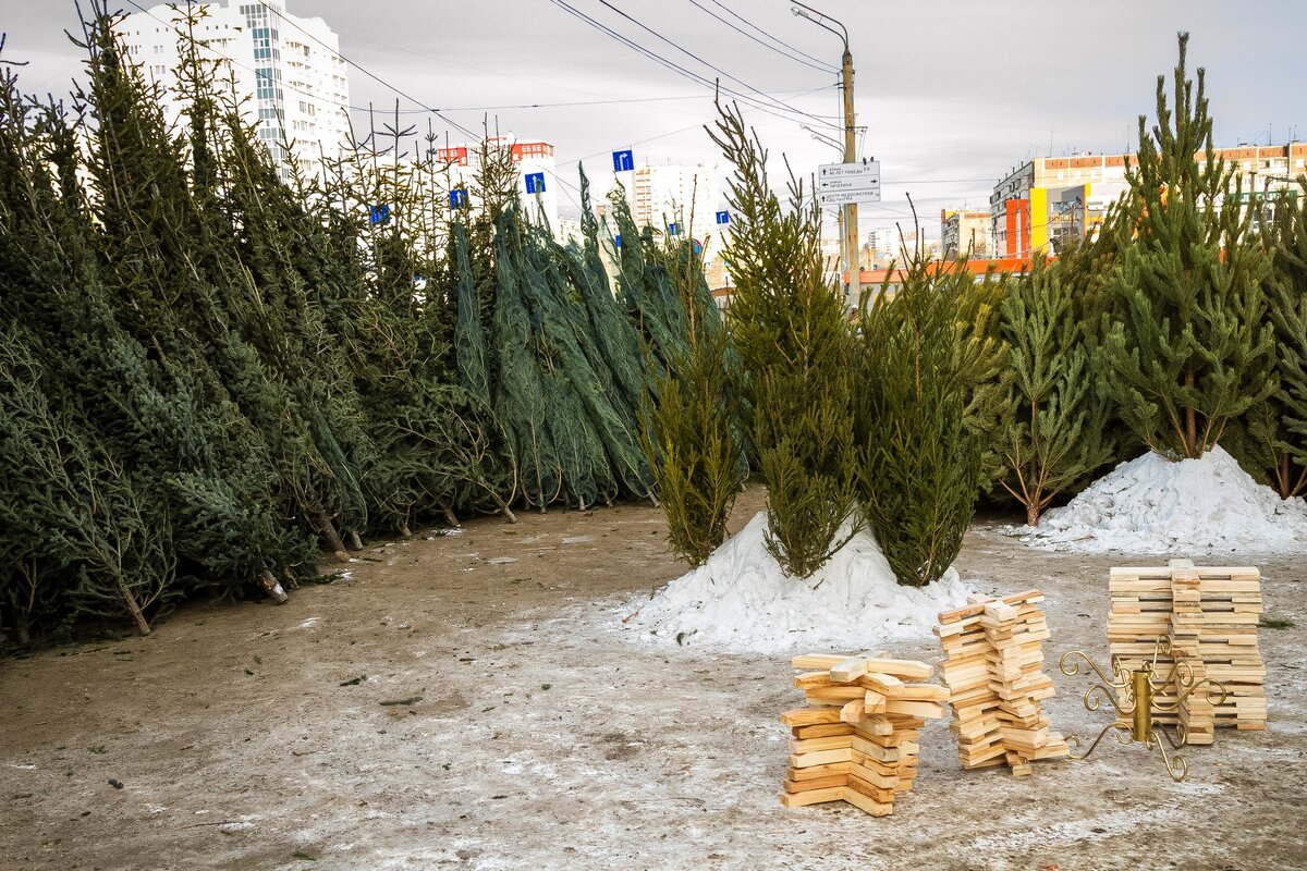 Елки на продаже.