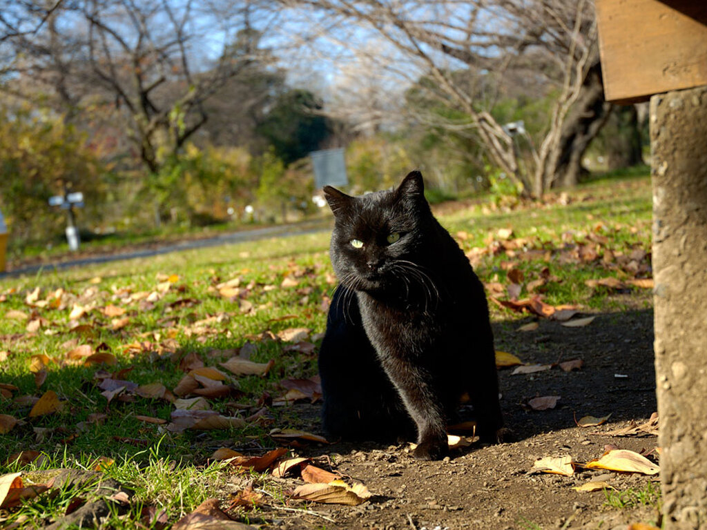 Песня выглянуло кошка. Чёрный кот. Черный кот на улице. Черная кошка на улице. Красивая кошка на улице.