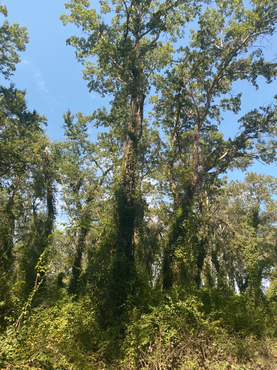 Не хватает обезьянки