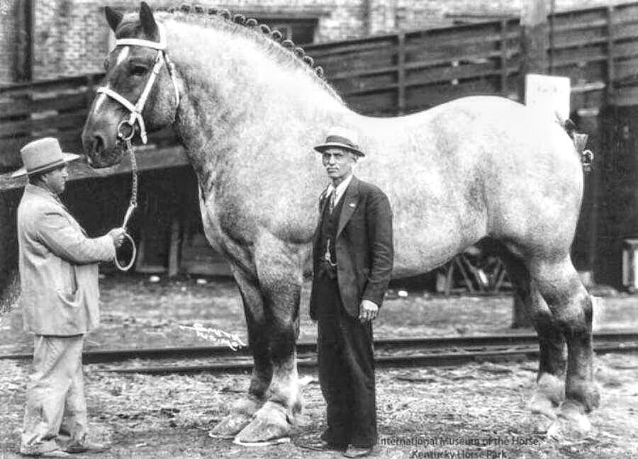 такой конь мог навалять небольшим динозаврам Юрского периода!