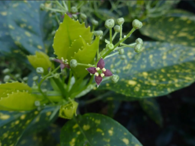 Цветущая аукуба японская (фото из открытого источника)