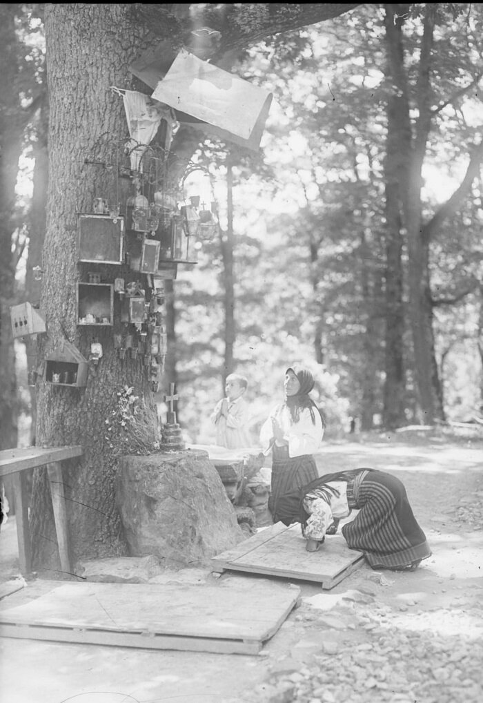 Дуб, на котором явилась Богородица более 500 лет назад. Фото 20-х годов ХХ века