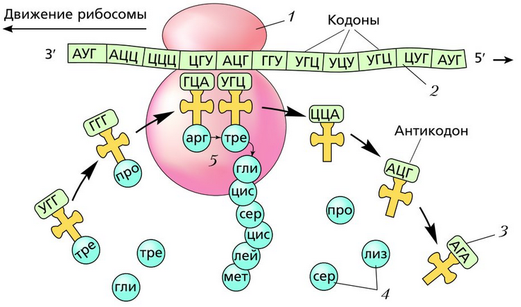 Биосинтез белка на гранулярной ЭПС.