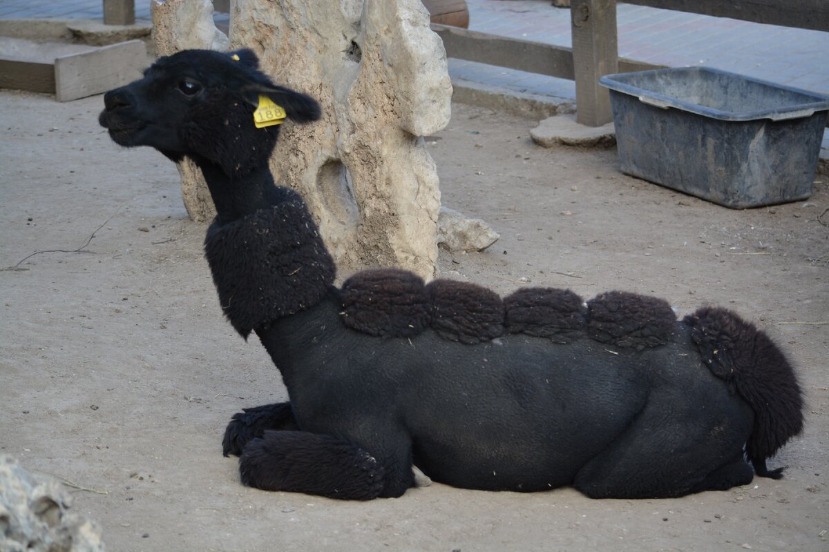 В парке собрана коллекция миниатюрных копий достопримечательностей Крыма, построенных в масштабе 1:25, Бахчисарая, Севастополя, Ялты, Симферополя, Алушты, Евпатории, Феодосии, Судака, Керчи, Фороса, Симеиза, а также других городов и поселков Крыма. Это дворцы, замки и старинные усадьбы, храмы, музеи, памятники, административные здания и прочее. Всего представлено более 70 макетов.