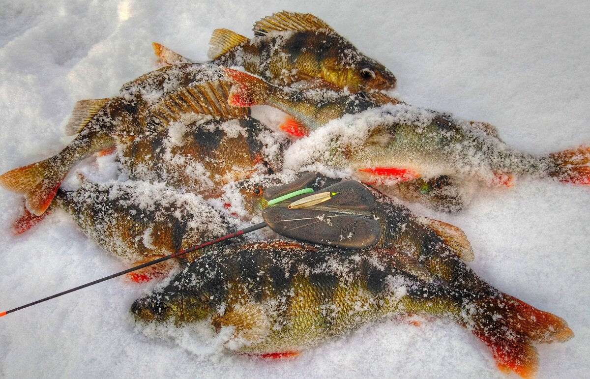 Новинки зимней рыбалки 2023 2024. Зимний рыболовный. Глухозимье. Новинки зимней рыбалки 2023 2024. Рыбалка по первому льду 2022.