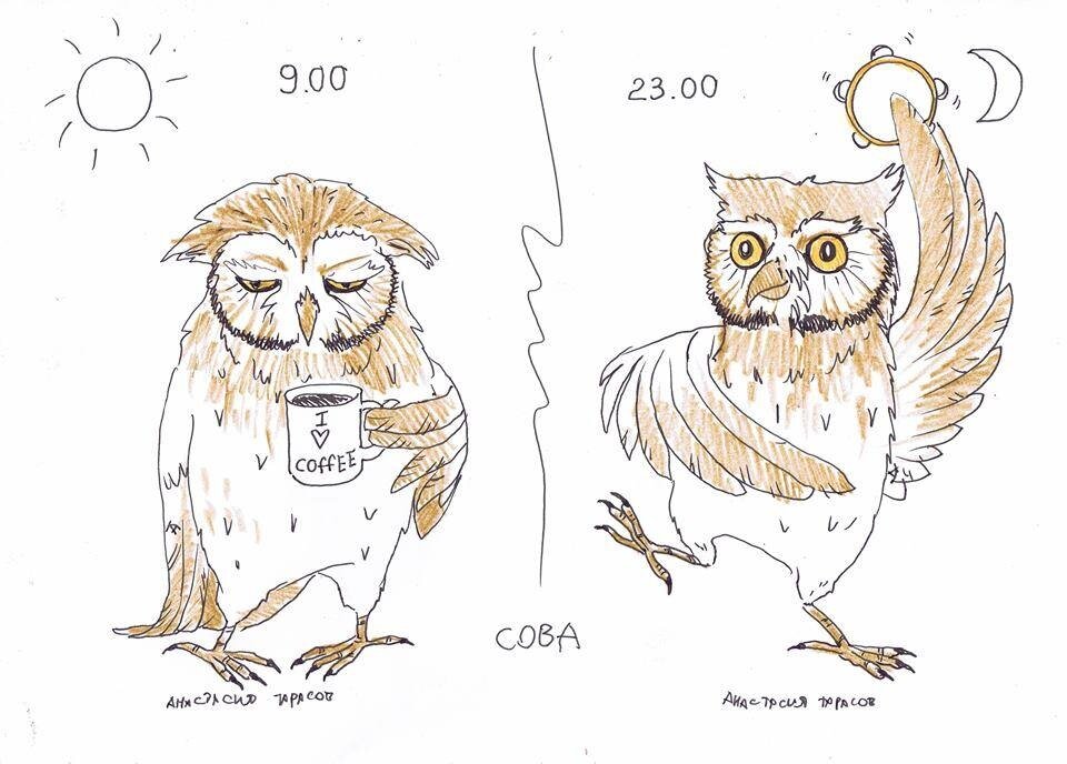 источник: https://kbthm.ru/kartinki-sova_19.php