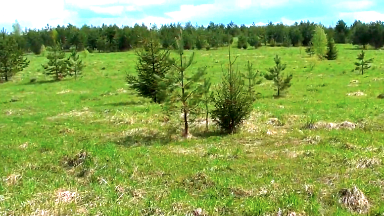 Весеннее поле