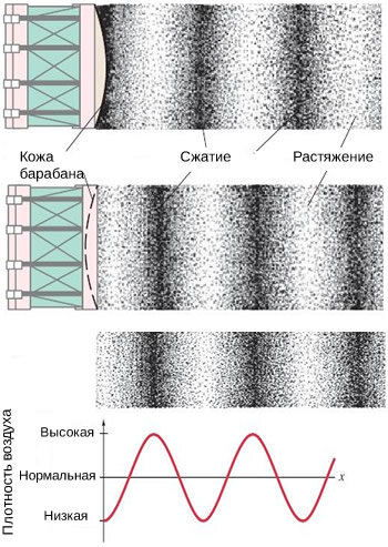 Волны могут быть (а)продольными и (б)поперечными, звук который мы воспринимаем нашими ушами, является поперечной волной. 