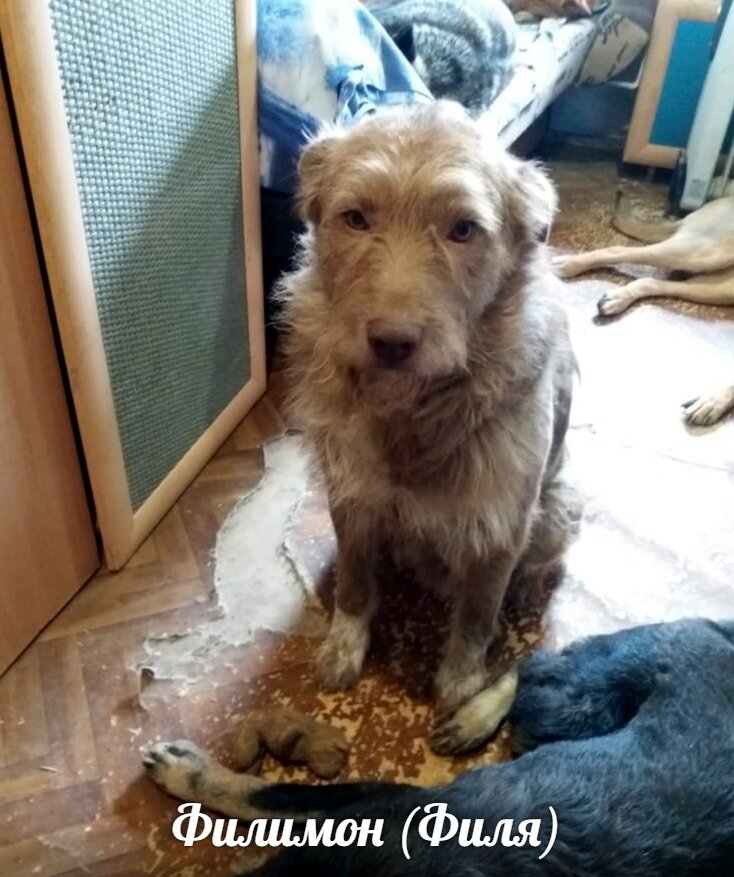 Филя. Фото из группы приюта «Надин Ковчег» ВКонтакте 