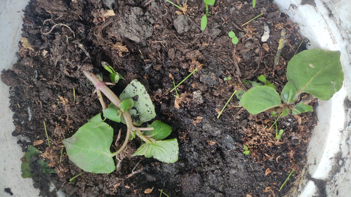 Ребенок выдрал мои бальзамины. 