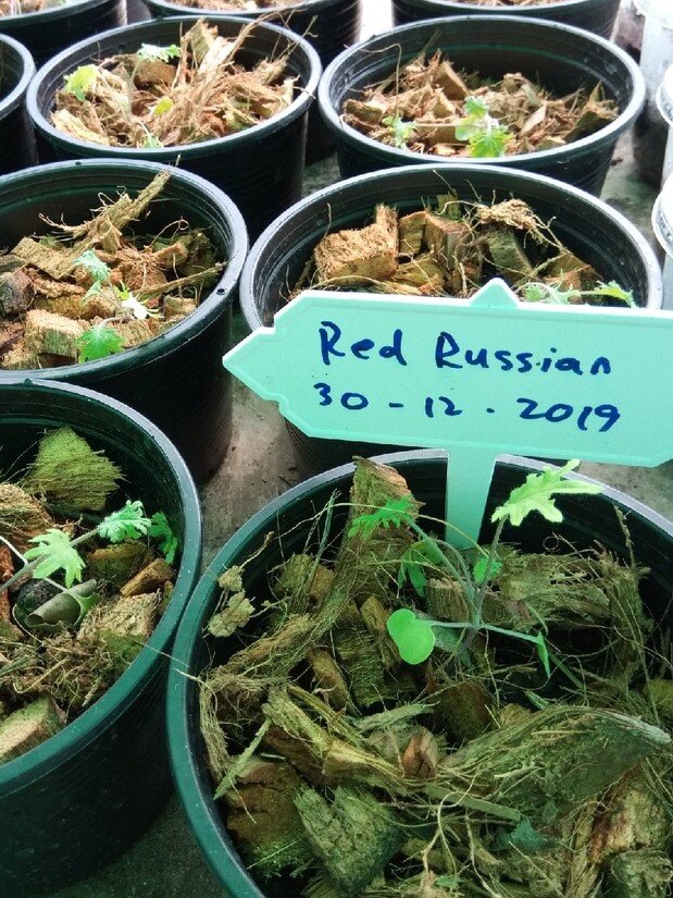 От экзотического кокоса, до всем знакомой свеклы и чеснока