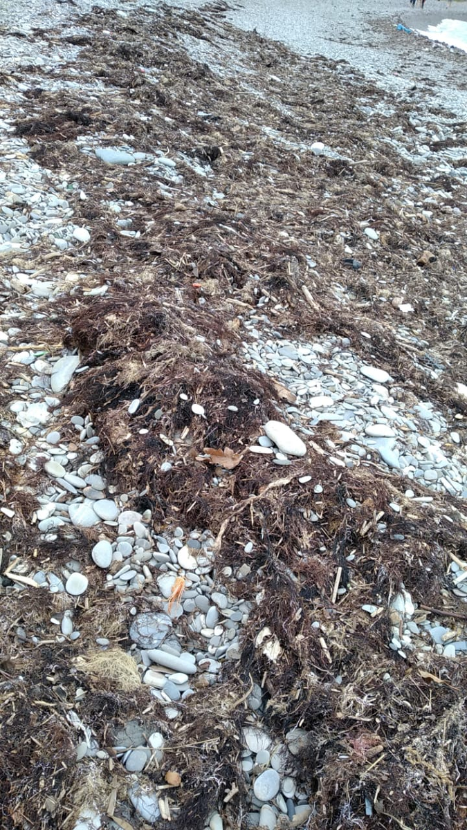 "Мочалки" из водорослей.