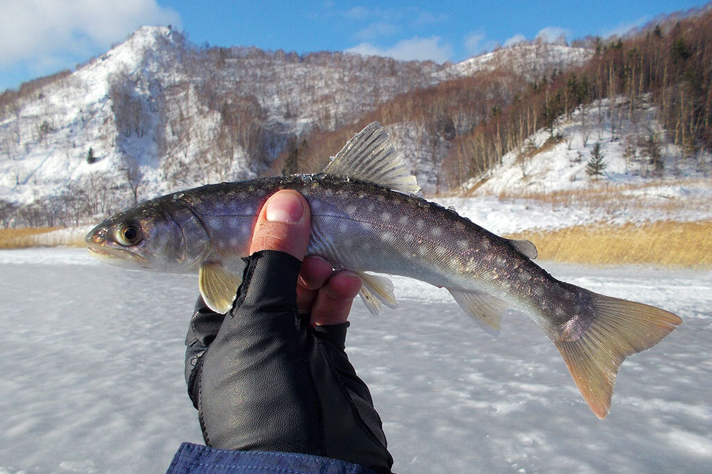 Рыбалка на охотском море