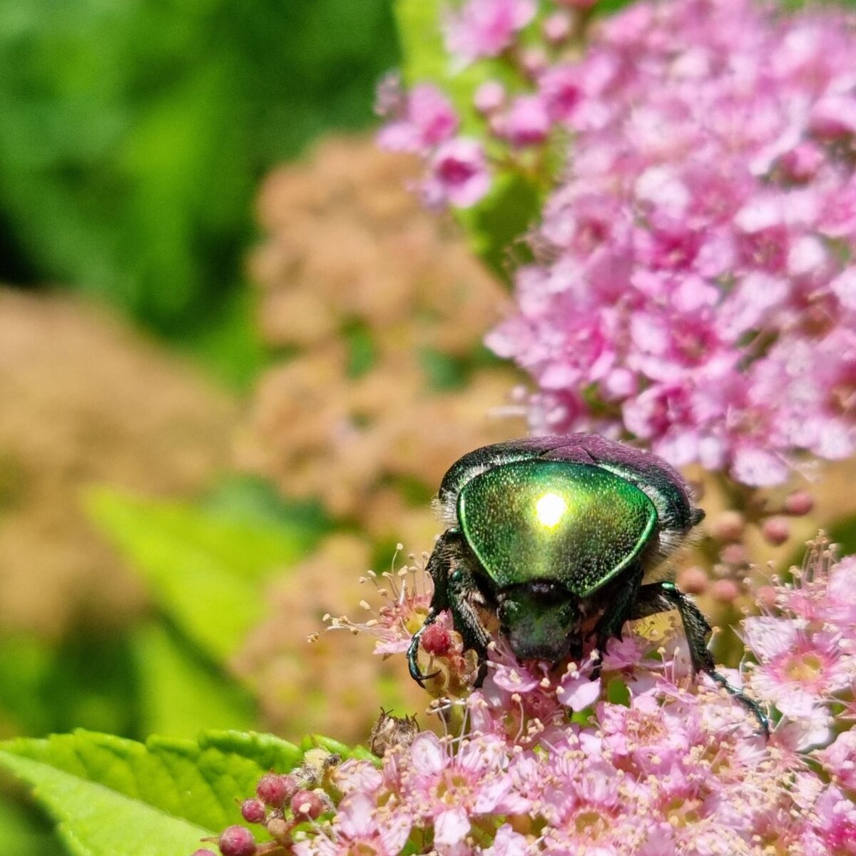 Макросъемка на s23. Super macro. Макросъемка на s23. Макросъемка на s23. Ванька кубанька жук.