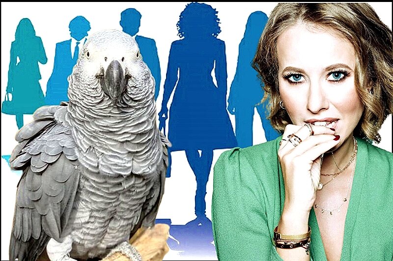 Оказалась ли Ксения Собчак вне закона после запрета мата в соцмедиа? 