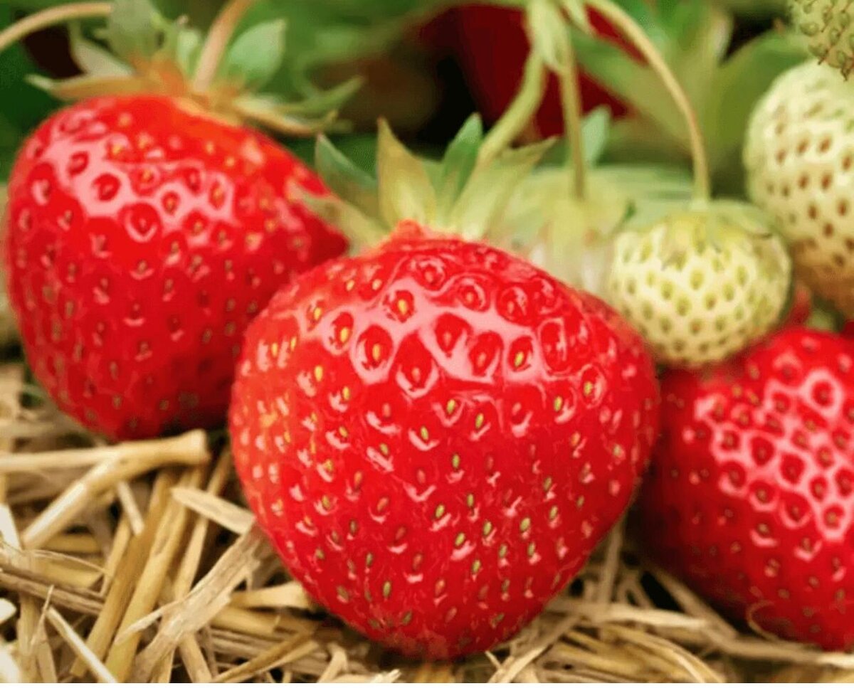 Земляника "Полька"  