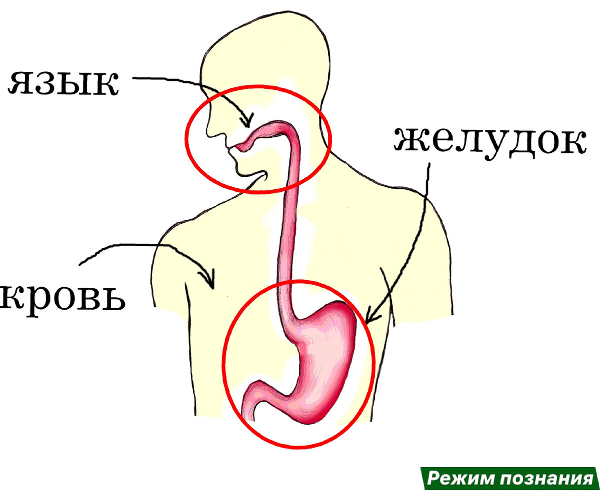 Чем опасны нитраты? | Режим познания | Дзен