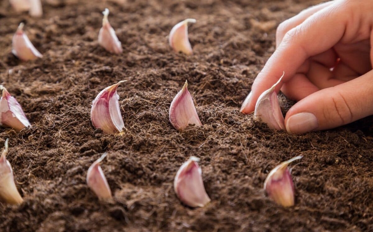 До наступления холодов нужно успеть сделать на участке очень многое: собрать последние поздние овощи, перекопать участок, подготовить сад к зиме.