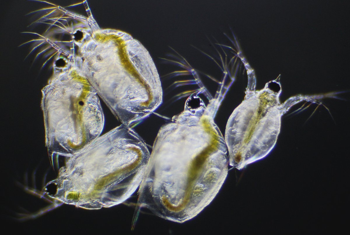 Образцы из Оксфордского канала, 2021