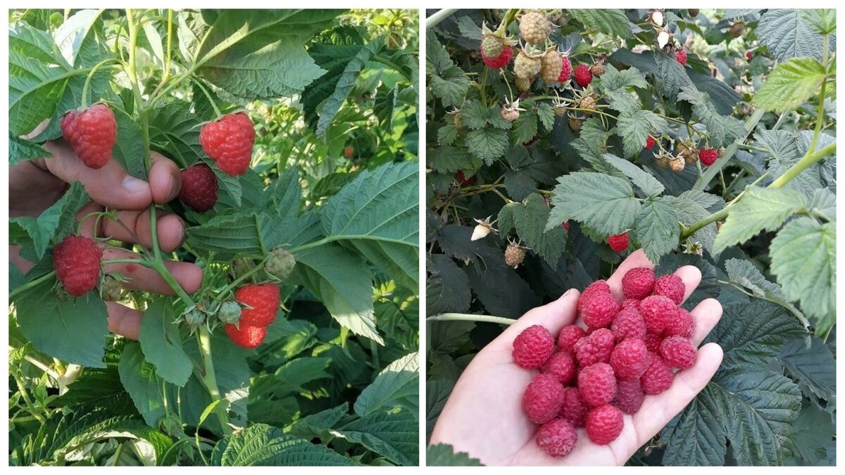 Малина радует нас прекрасным урожаем, а мы ее качественным уходом!