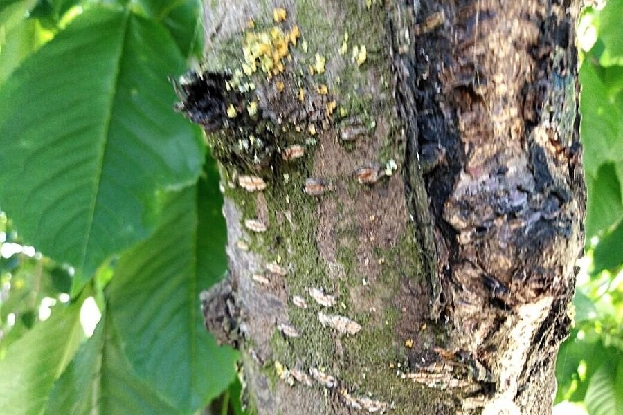 Старую кору и налет можно удалить летом. Дерево быстро затянет раны