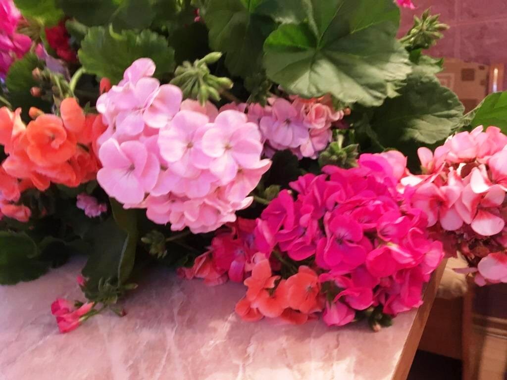 Самое простое — использовать свежие черенки. Так можно сохранить герань зимой.