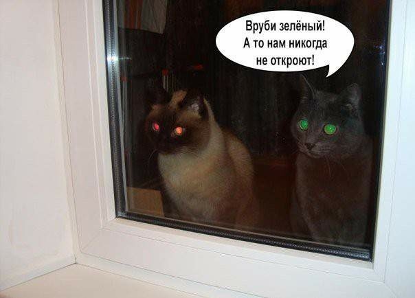 Кошачий светофор с fotostrana 